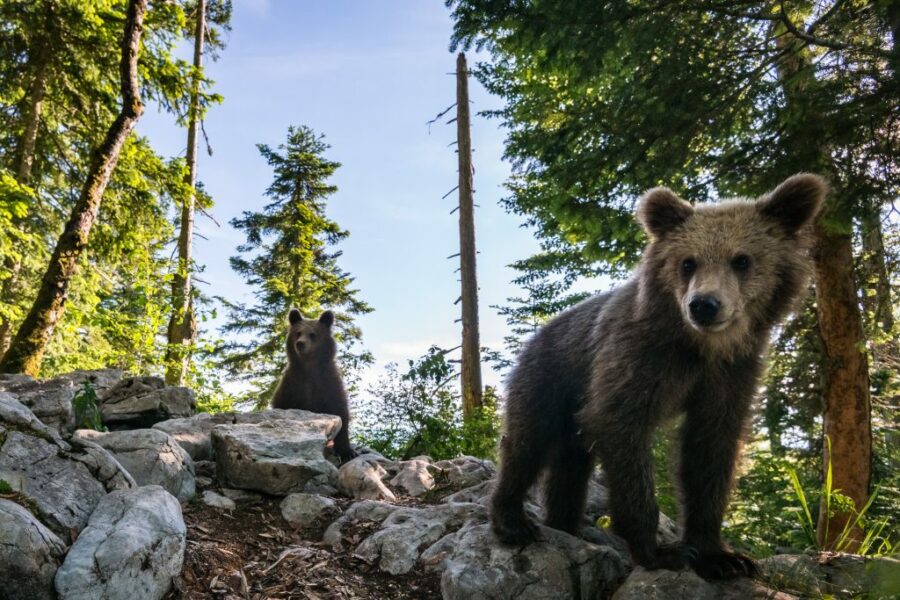 Beren spotten in Slovenië