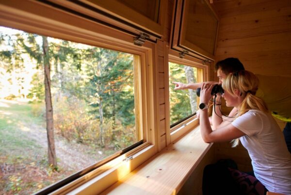 Observatiehut voor spotten van beren in Slovenië